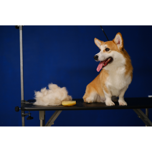 Cão sendo escovado com escova especial.