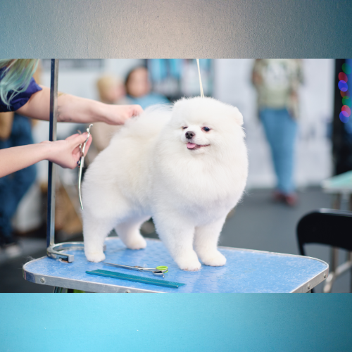 Cão de raça em mesa de groomer recebendo acabamento.