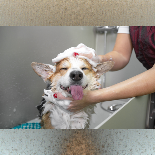 Aplicação de shampoo suave em cão.