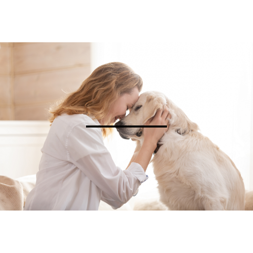 Groomer conversando com o pet.